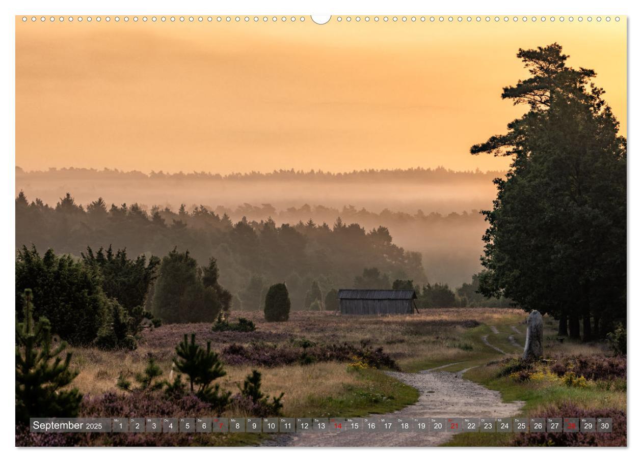 Bild: 9783383852541 | Die Lüneburger Heide - In voller Blüte (Wandkalender 2025 DIN A2...