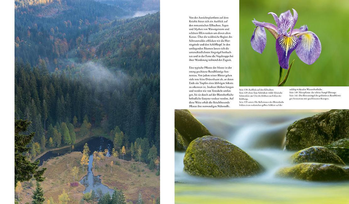 Bild: 9783981088267 | NATURERLEBNIS WILDER SCHWARZWALD | Das lebendige Mittelgebirge | Buch