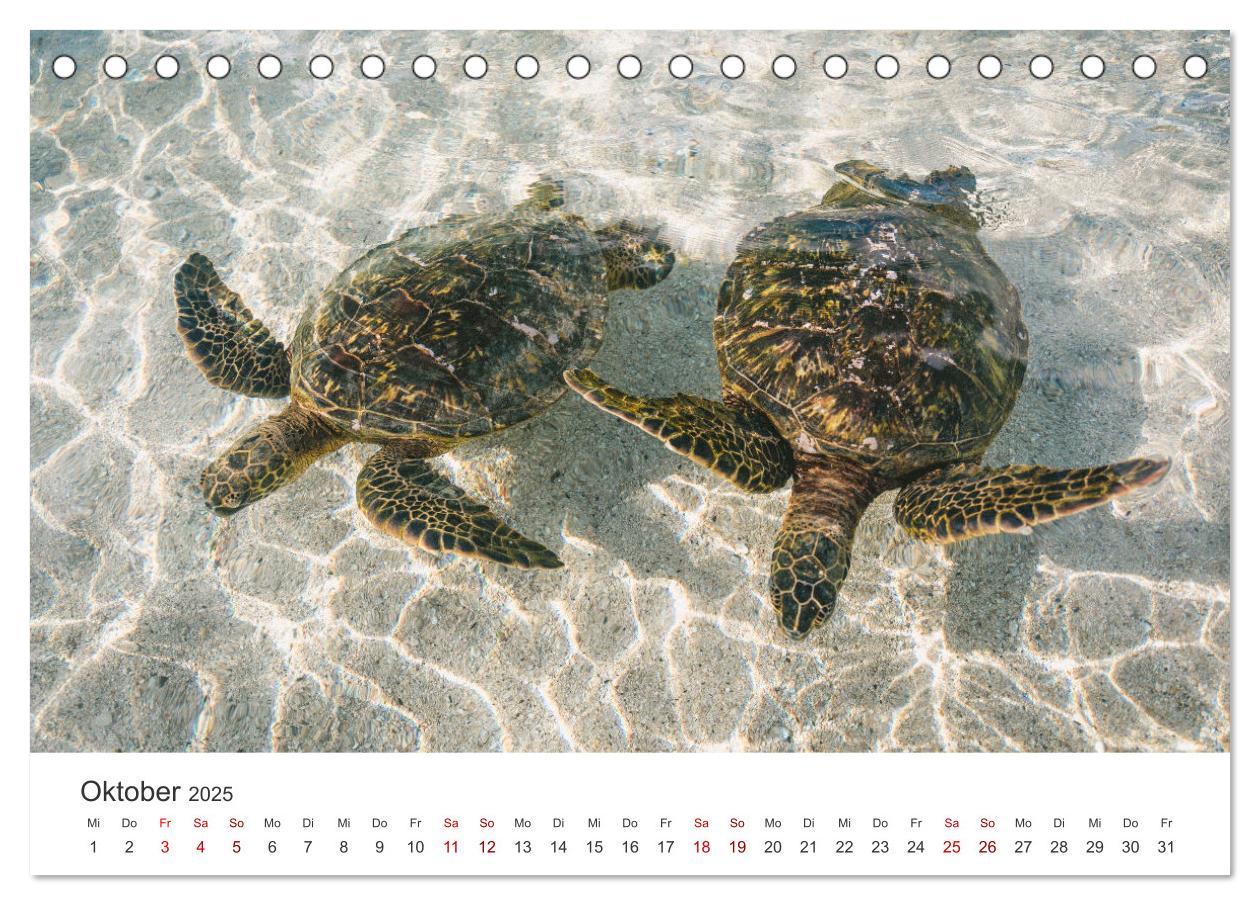 Bild: 9783383996610 | Schildkröten - Die gepanzerten Tiere. (Tischkalender 2025 DIN A5...