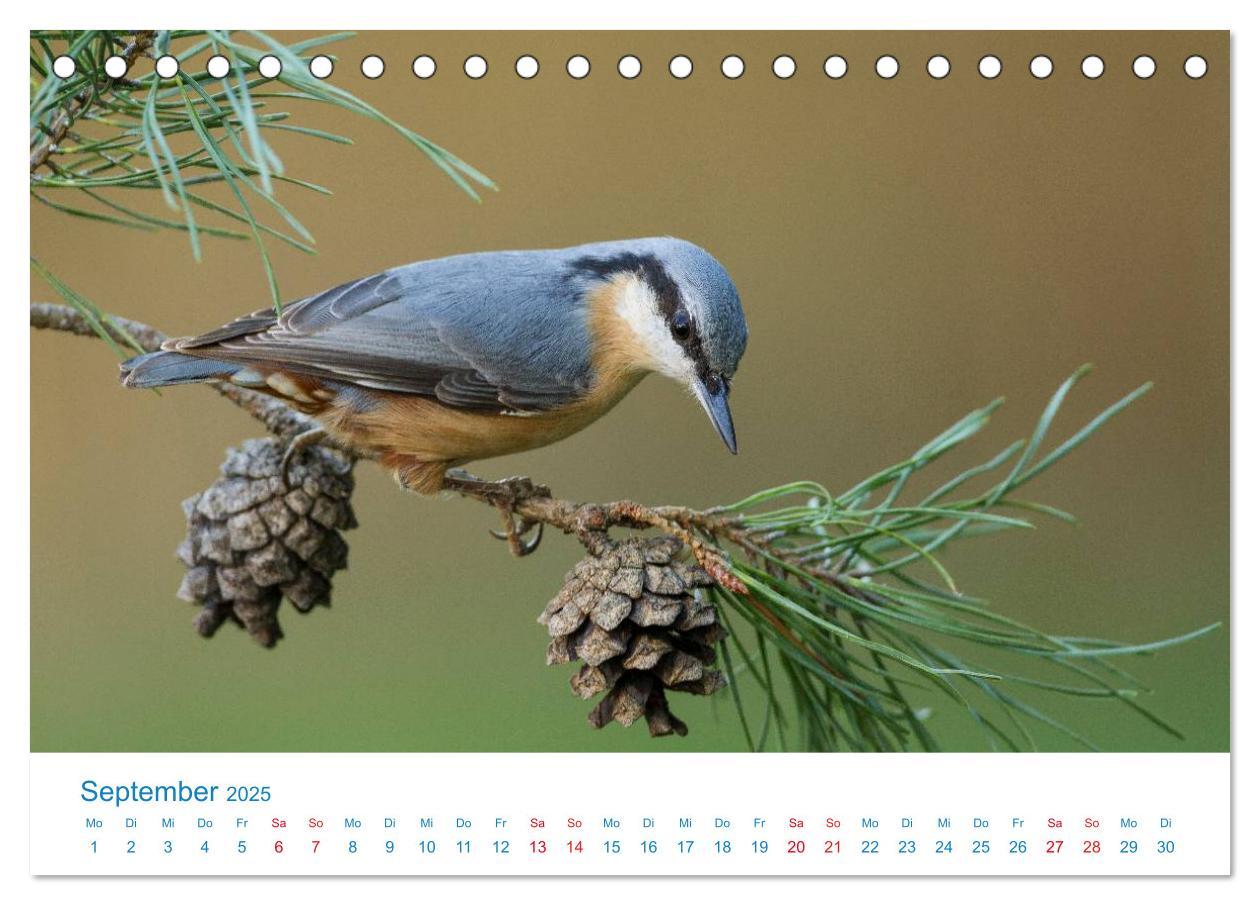 Bild: 9783435458363 | Singvögel - 12 Arten im Garten (Tischkalender 2025 DIN A5 quer),...