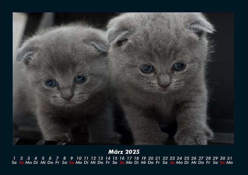 Bild: 9783755970750 | Für Katzenfreunde 2025 Fotokalender DIN A4 | Tobias Becker | Kalender