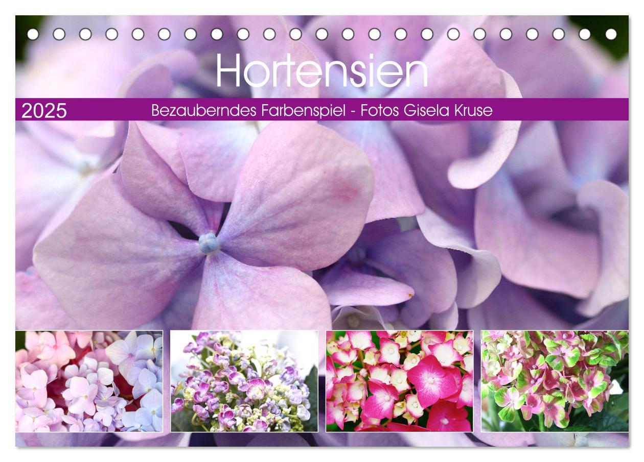 Cover: 9783435143511 | Hortensien Bezauberndes Farbenspiel (Tischkalender 2025 DIN A5...