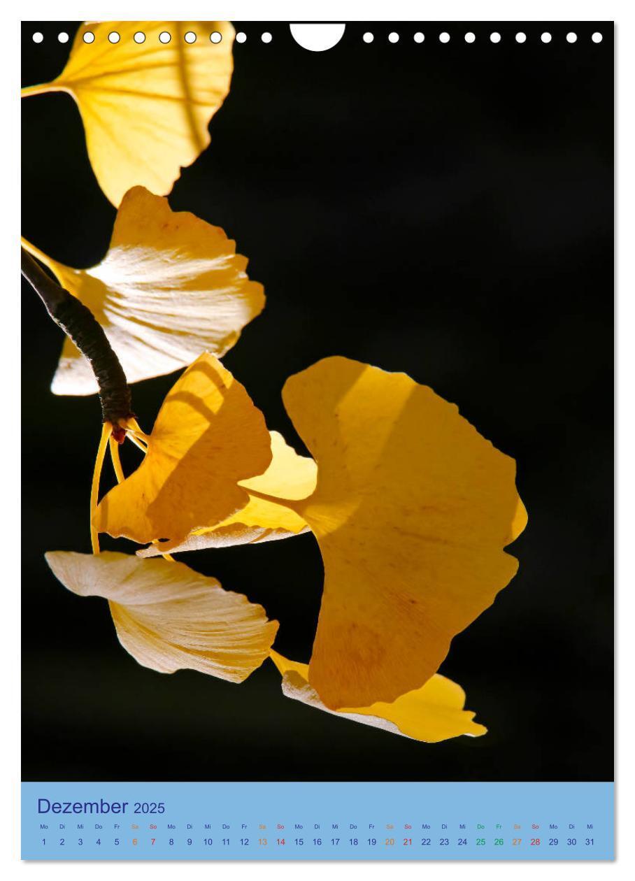 Bild: 9783435975204 | Ginkgo (Wandkalender 2025 DIN A4 hoch), CALVENDO Monatskalender | 2025