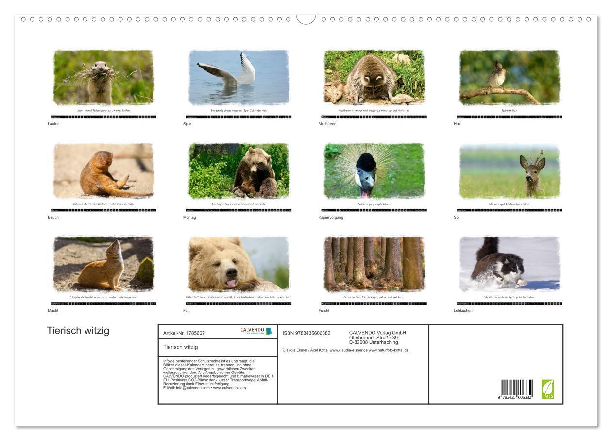 Bild: 9783435606382 | Tierisch witzig (Wandkalender 2025 DIN A2 quer), CALVENDO...