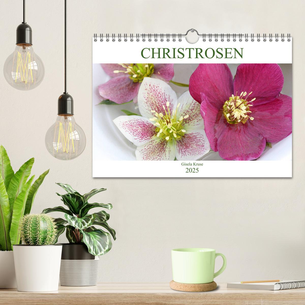 Bild: 9783435334544 | Christrosen (Wandkalender 2025 DIN A4 quer), CALVENDO Monatskalender