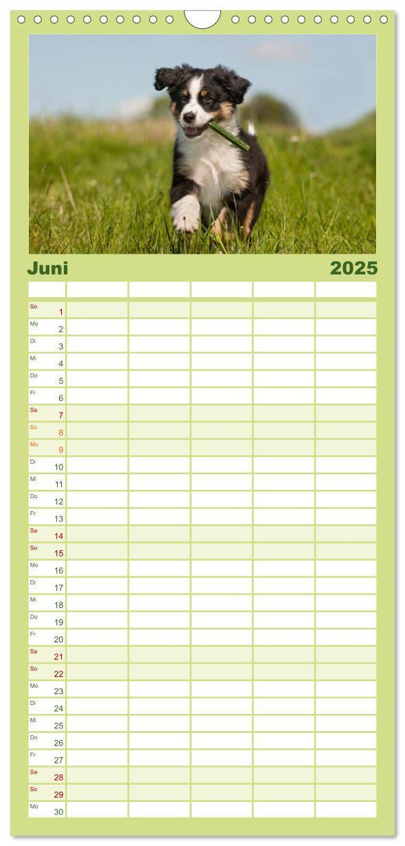 Bild: 9783457119259 | Familienplaner 2025 - Welpen 2025 mit 5 Spalten (Wandkalender, 21 x...