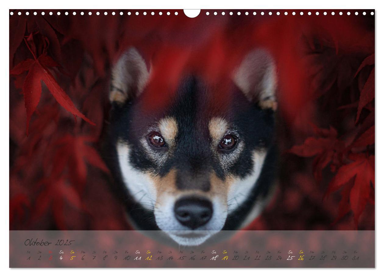 Bild: 9783435051502 | Shiba Inu - mutig, treu, selbstbewusst (Wandkalender 2025 DIN A3...