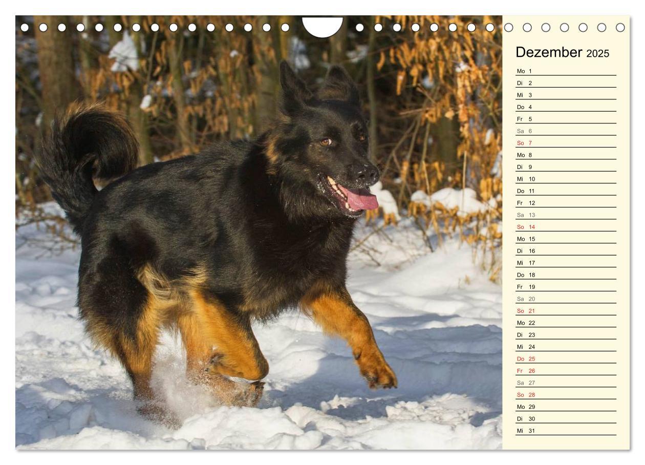 Bild: 9783435541935 | Altdeutsche Hütehunde - Fast vergessen (Wandkalender 2025 DIN A4...