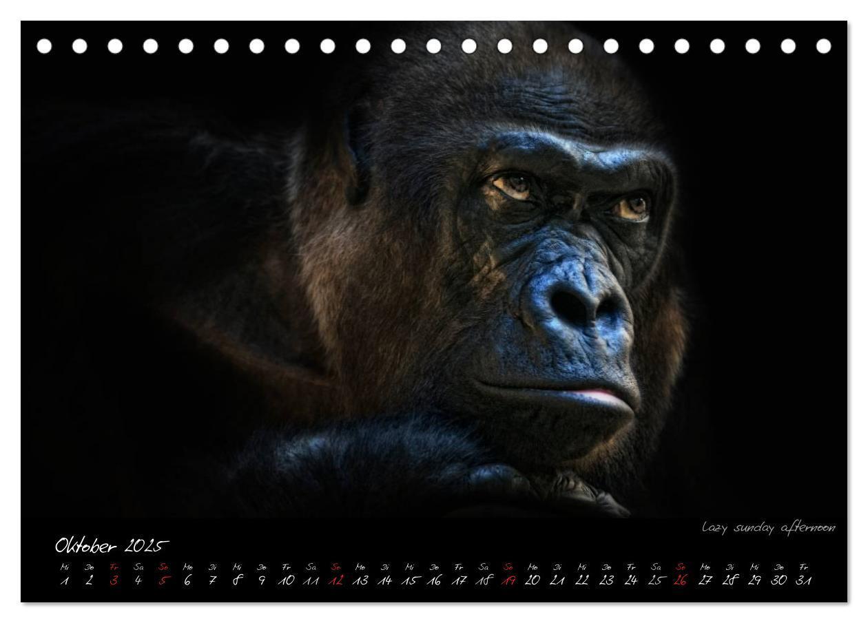 Bild: 9783435726028 | Gorilla (Tischkalender 2025 DIN A5 quer), CALVENDO Monatskalender