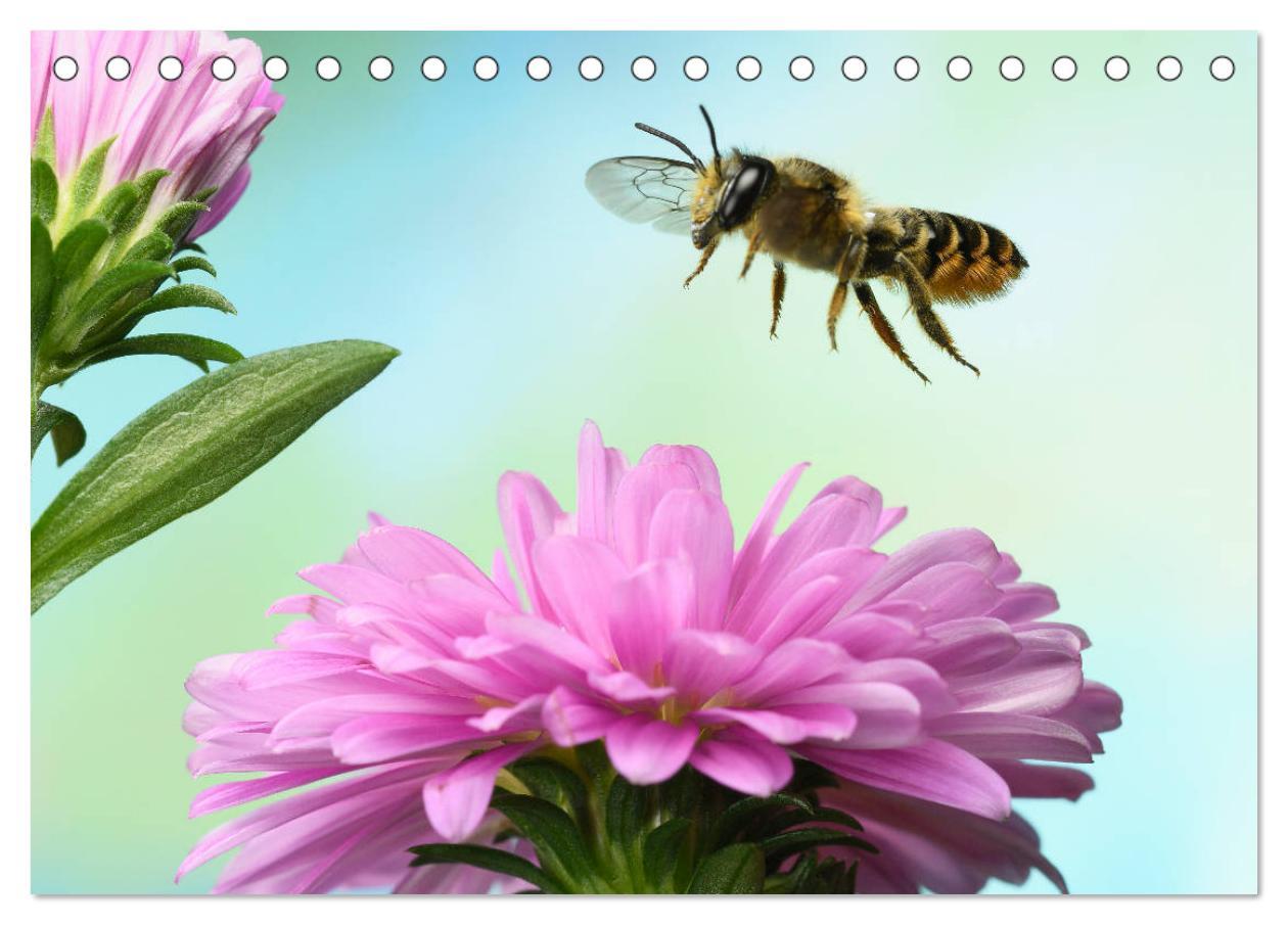 Bild: 9783435219681 | Sechs Beine in der Luft - Wildbienen im Flug (Tischkalender 2025...