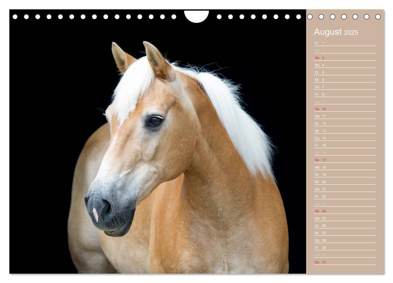 Bild: 9783435743308 | Haflinger / Geburtstagskalender (Wandkalender 2025 DIN A4 quer),...