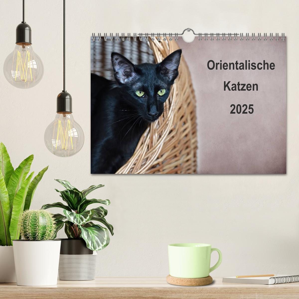 Bild: 9783435730070 | Orientalische Katzen (Wandkalender 2025 DIN A4 quer), CALVENDO...