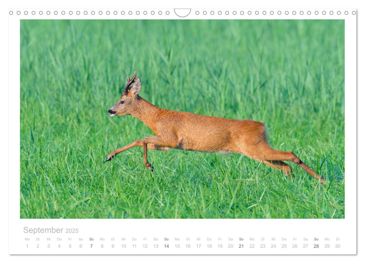 Bild: 9783435110933 | Rehwild 2025 (Wandkalender 2025 DIN A3 quer), CALVENDO Monatskalender