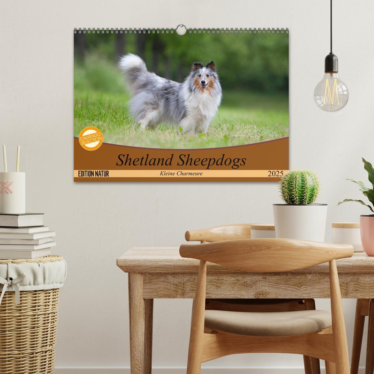 Bild: 9783435409686 | Shetland Sheepdogs - Kleine Charmeure (Wandkalender 2025 DIN A3...