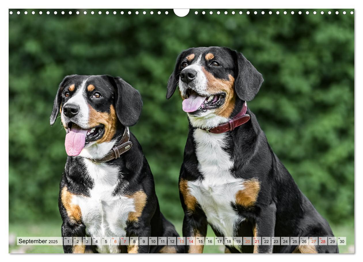 Bild: 9783457198964 | Entlebucher - Temperamentvolle Schweizer Sennenhunde (Wandkalender...