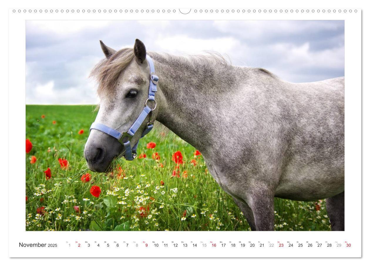 Bild: 9783435689996 | Der Pferdekalender (hochwertiger Premium Wandkalender 2025 DIN A2...