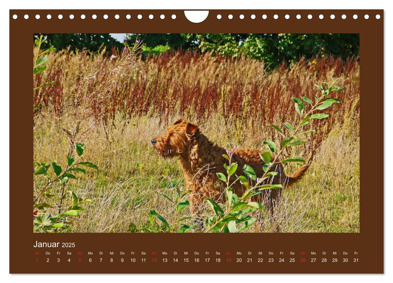 Bild: 9783435286973 | Kelly, der Irish Terrier - innen und außen aus Gold (Wandkalender...