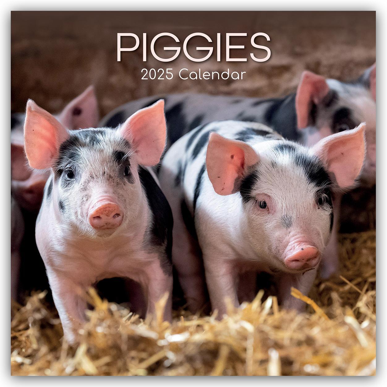 Cover: 9781835361634 | Piggies - Ferkel Schweine 2025 - 16-Monatskalender | Ltd | Kalender