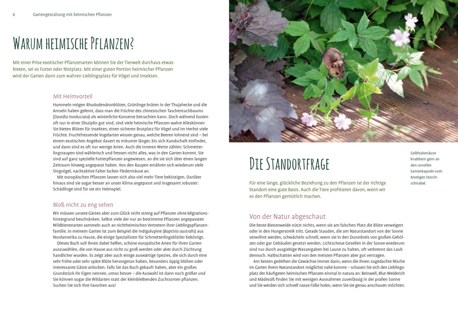 Bild: 9783818613655 | Heimische Pflanzen für den Garten | Elke Schwarzer | Taschenbuch