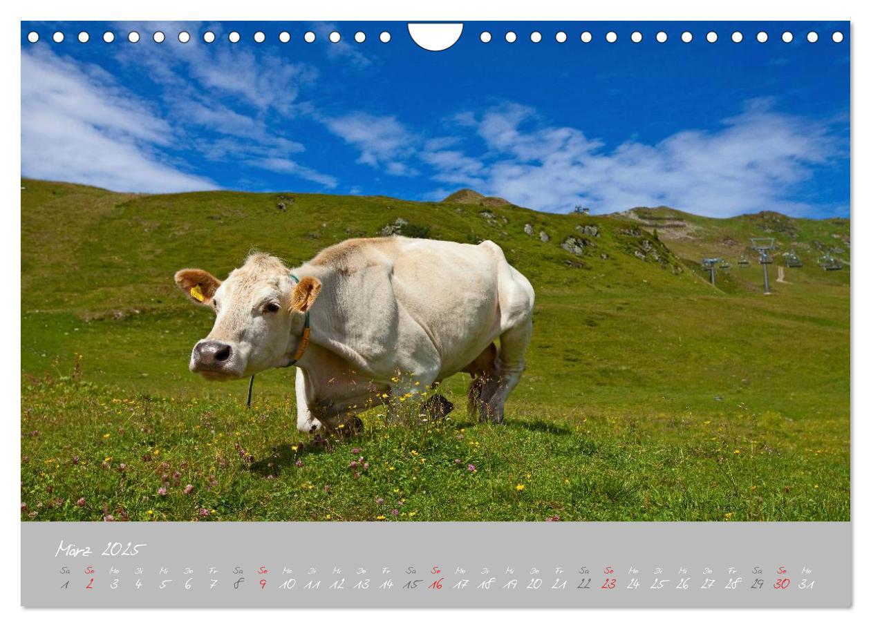 Bild: 9783435536498 | Friedliche Kühe (Wandkalender 2025 DIN A4 quer), CALVENDO...