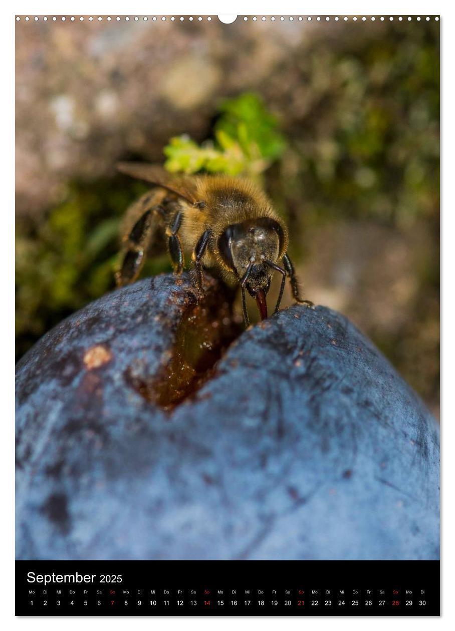 Bild: 9783457052204 | Bienenkalender (Wandkalender 2025 DIN A2 hoch), CALVENDO...