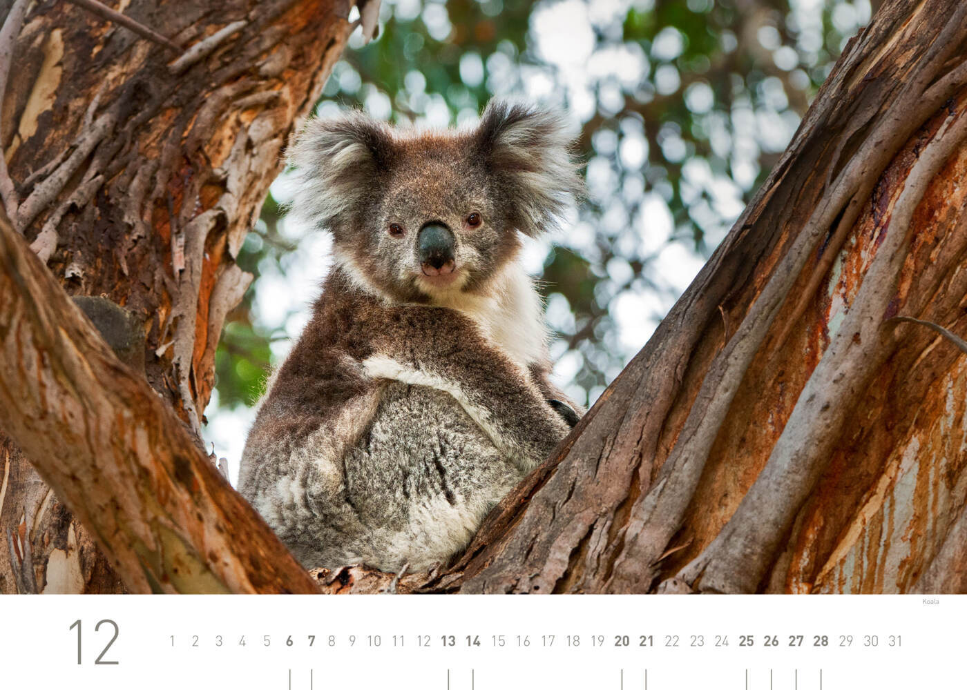 Bild: 9783968555447 | 360° Australien Exklusivkalender 2025 | Ingo Öland | Kalender | 13 S.