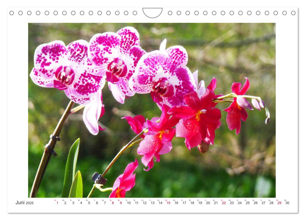 Bild: 9783435289455 | Orchideen Feuerwerk der Farben (Wandkalender 2025 DIN A4 quer),...