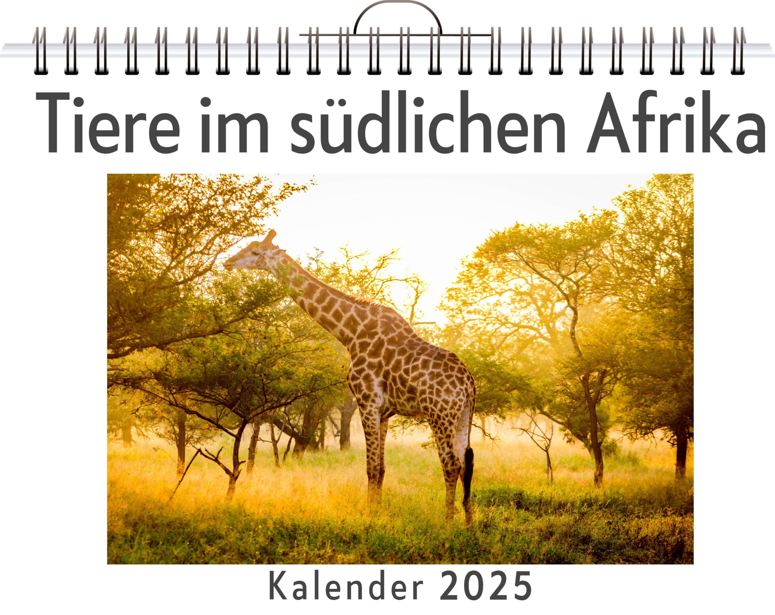 Cover: 9783759129796 | Tiere im südlichen Afrika | Tim Frank | Kalender | Kalender | 14 S.