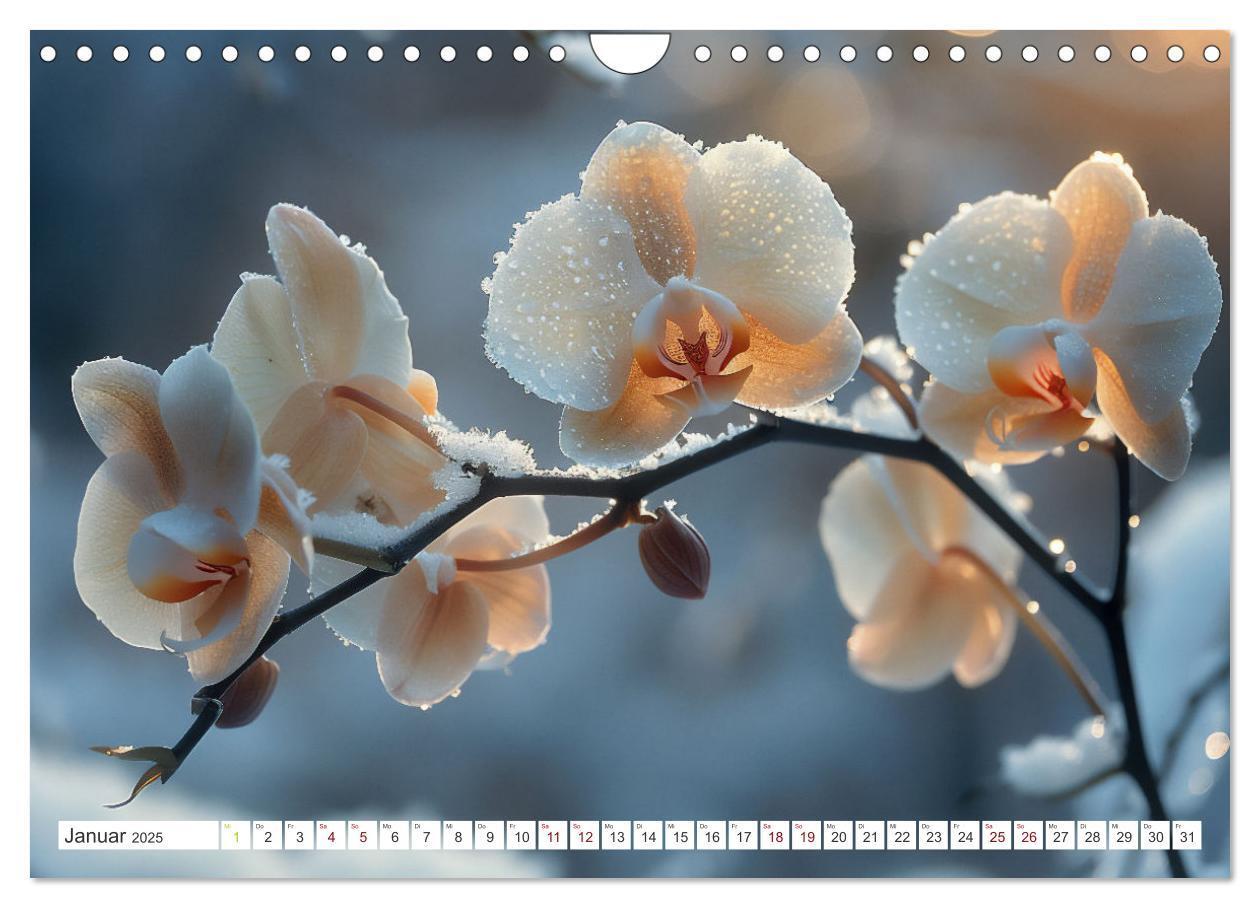 Bild: 9783457165089 | Orchideen - farbenfroh durchs Jahr (Wandkalender 2025 DIN A4 quer),...