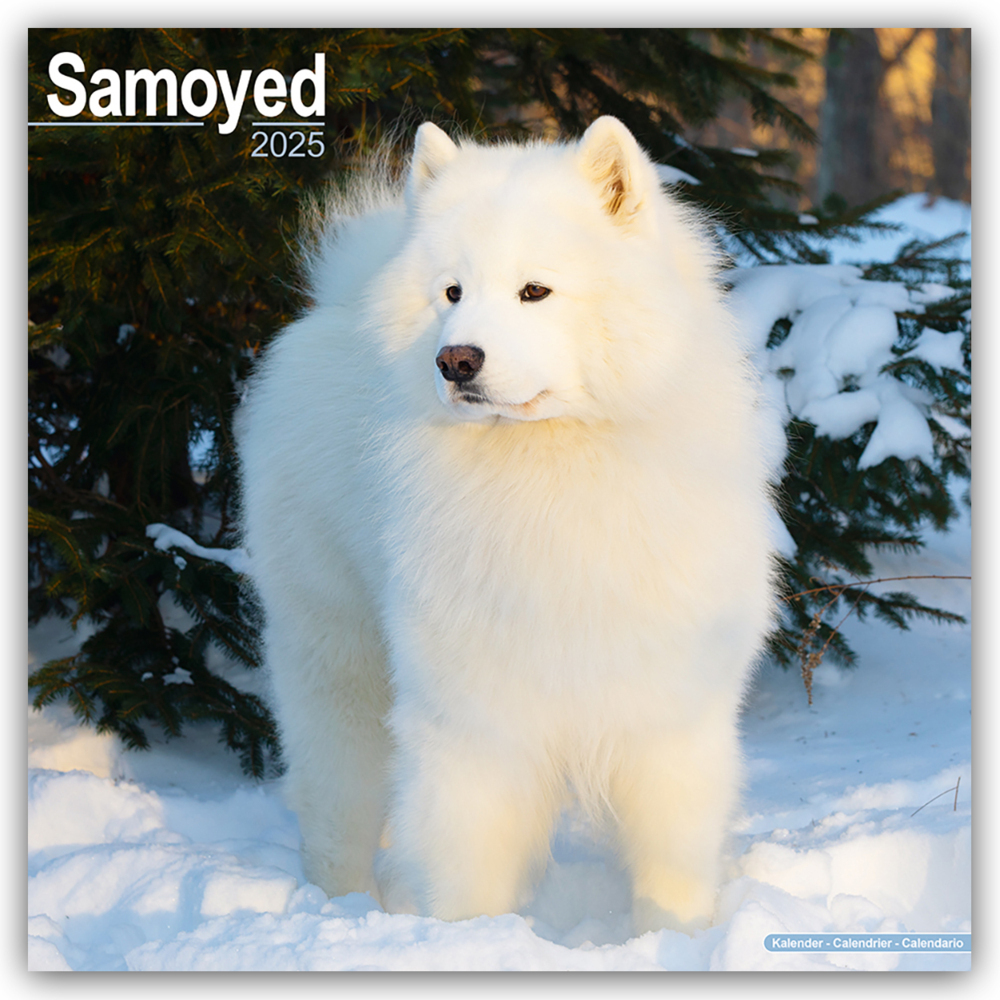 Cover: 9781804603833 | Samoyed - Samojeden 2025 - 16-Monatskalender | Avonside Publishing Ltd