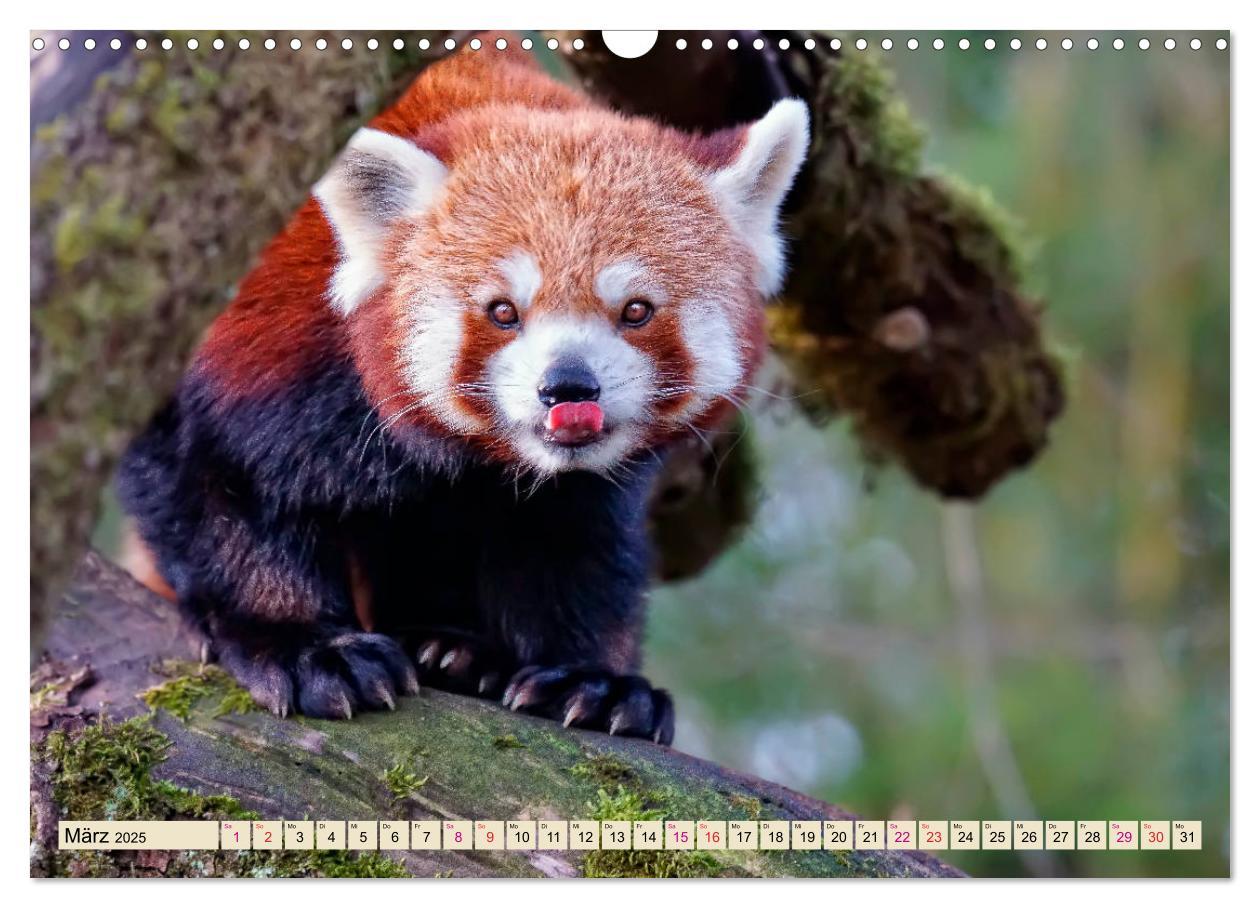 Bild: 9783435436965 | Kleiner Panda (Wandkalender 2025 DIN A3 quer), CALVENDO Monatskalender