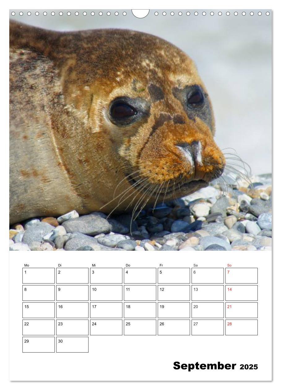 Bild: 9783457010518 | Liebenswerte Robben (Wandkalender 2025 DIN A3 hoch), CALVENDO...