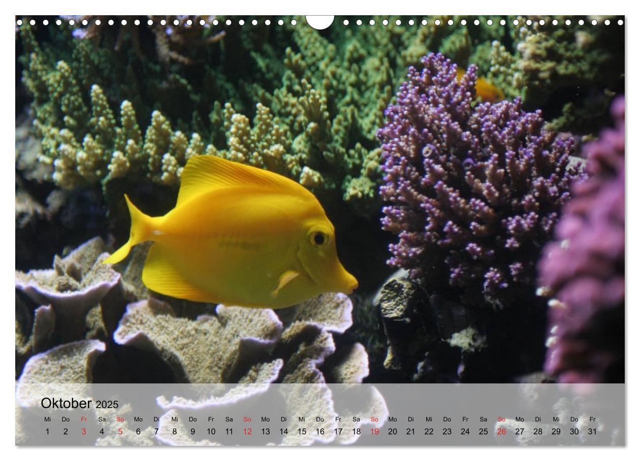 Bild: 9783435590445 | Knallbunte Wasserwelt. Die Welt der Fische (Wandkalender 2025 DIN...