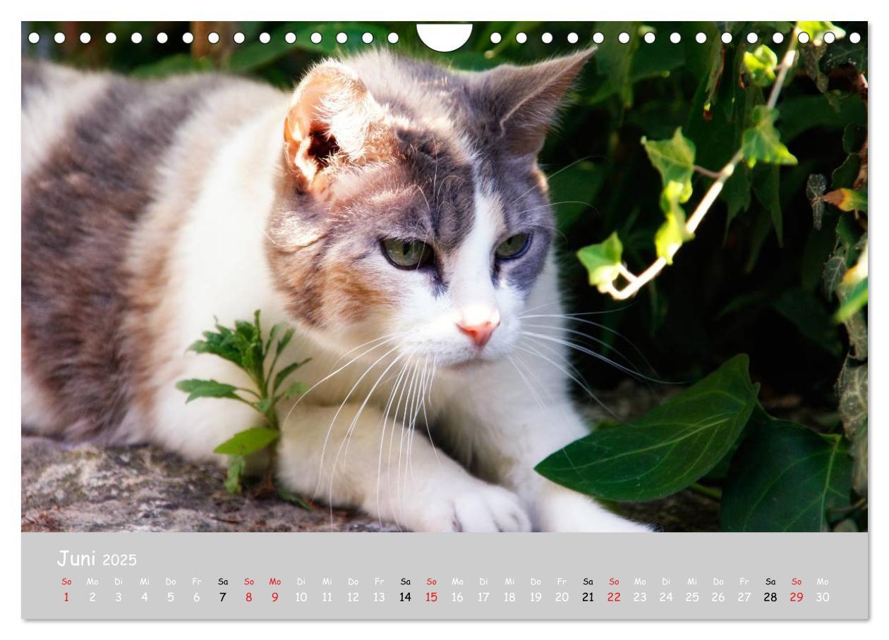 Bild: 9783435787975 | Katzen des Südens (Wandkalender 2025 DIN A4 quer), CALVENDO...