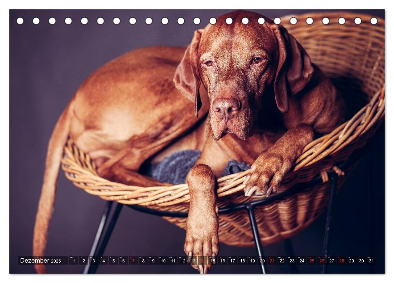 Bild: 9783435501885 | Der Vizsla 2025 (Tischkalender 2025 DIN A5 quer), CALVENDO...