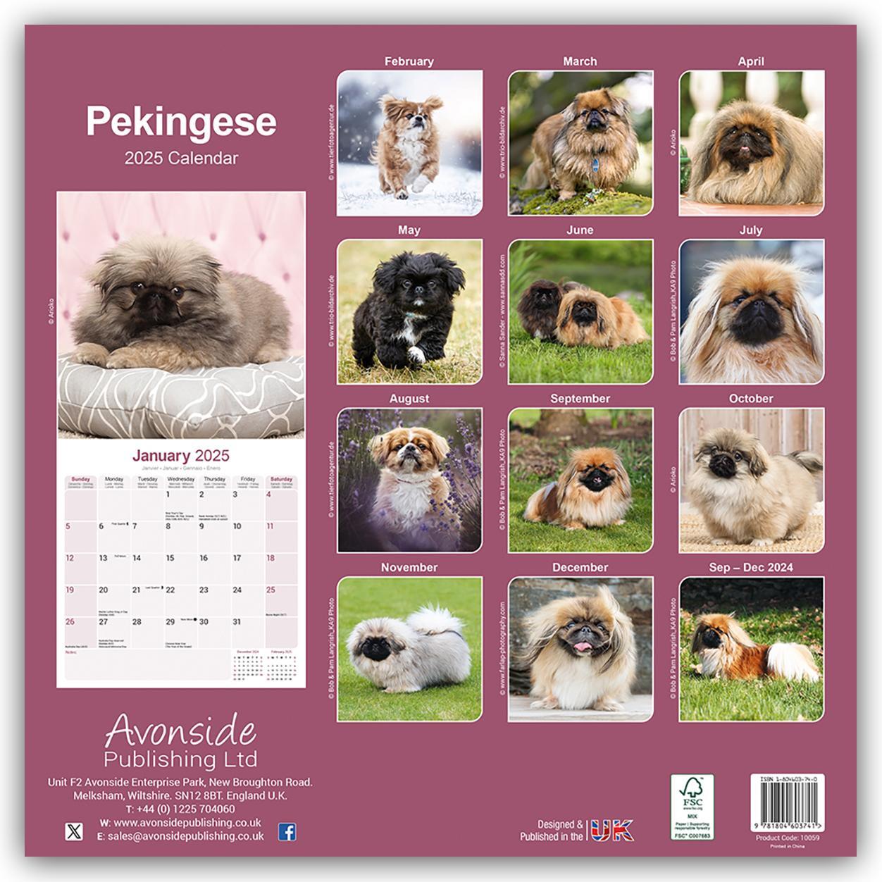 Rückseite: 9781804603741 | Pekingese - Pekinesen 2025 - 16-Monatskalender | Ltd | Kalender | 2025