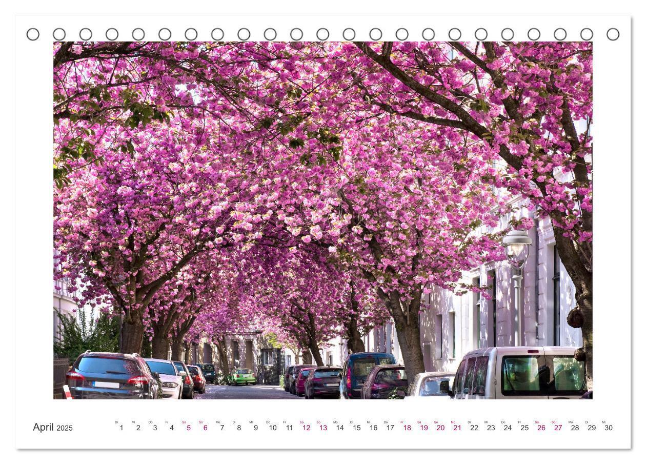 Bild: 9783457127889 | Japanische Kirschblüte in Bonn (Tischkalender 2025 DIN A5 quer),...