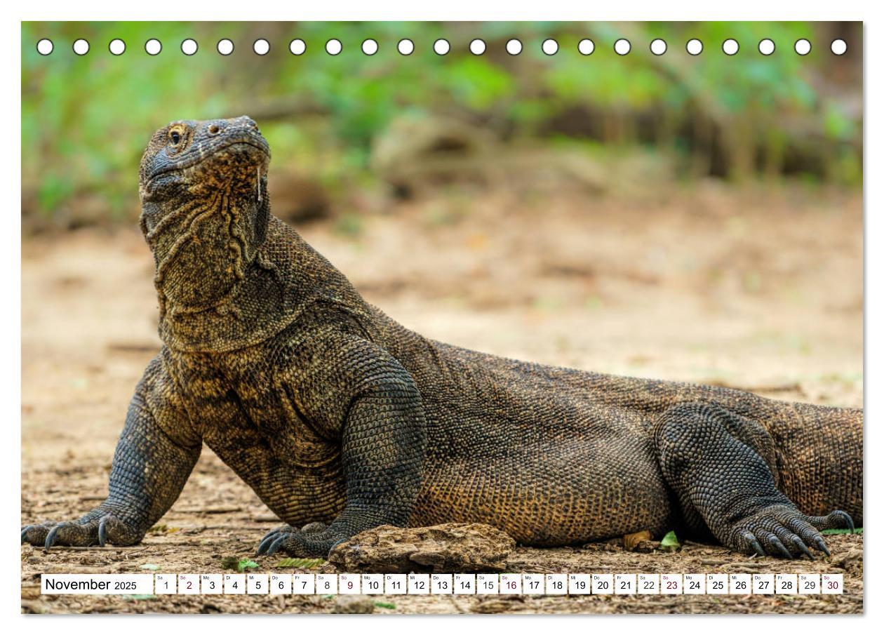 Bild: 9783435408061 | Indonesien - Inselparadies Flores &amp; Komodo (Tischkalender 2025 DIN...