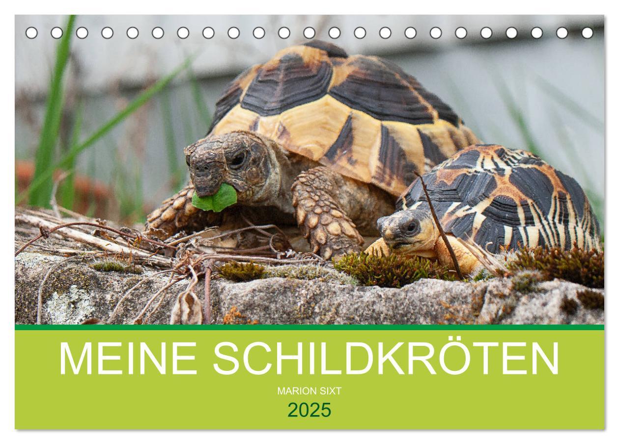 Cover: 9783435314430 | Meine Schildkröten (Tischkalender 2025 DIN A5 quer), CALVENDO...