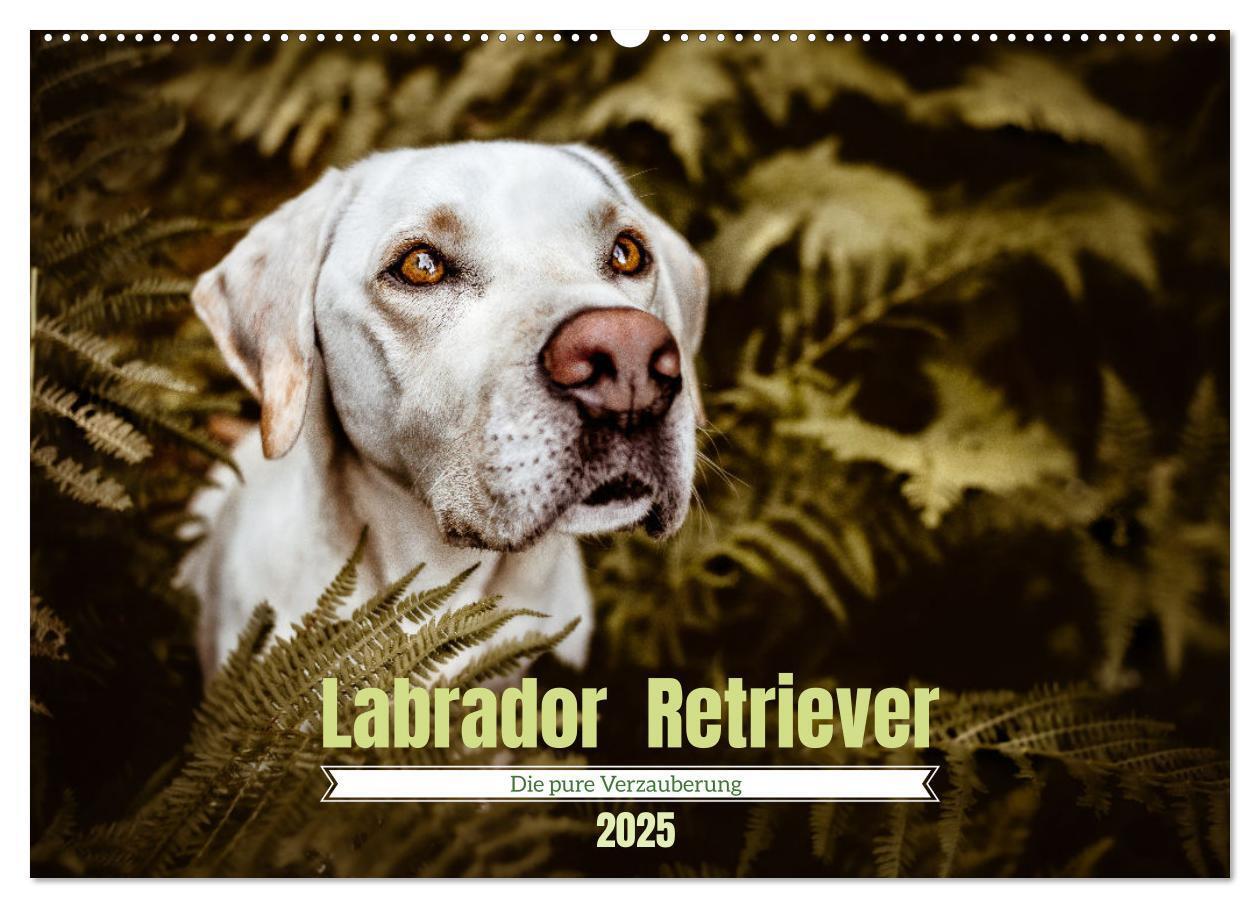 Cover: 9783435017843 | Verzauberung Labrador Retriever 2025 (Wandkalender 2025 DIN A2...