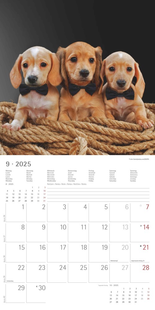 Bild: 4251732343033 | Alpha Edition - Dackel 2025 Broschürenkalender, 30x30cm,...