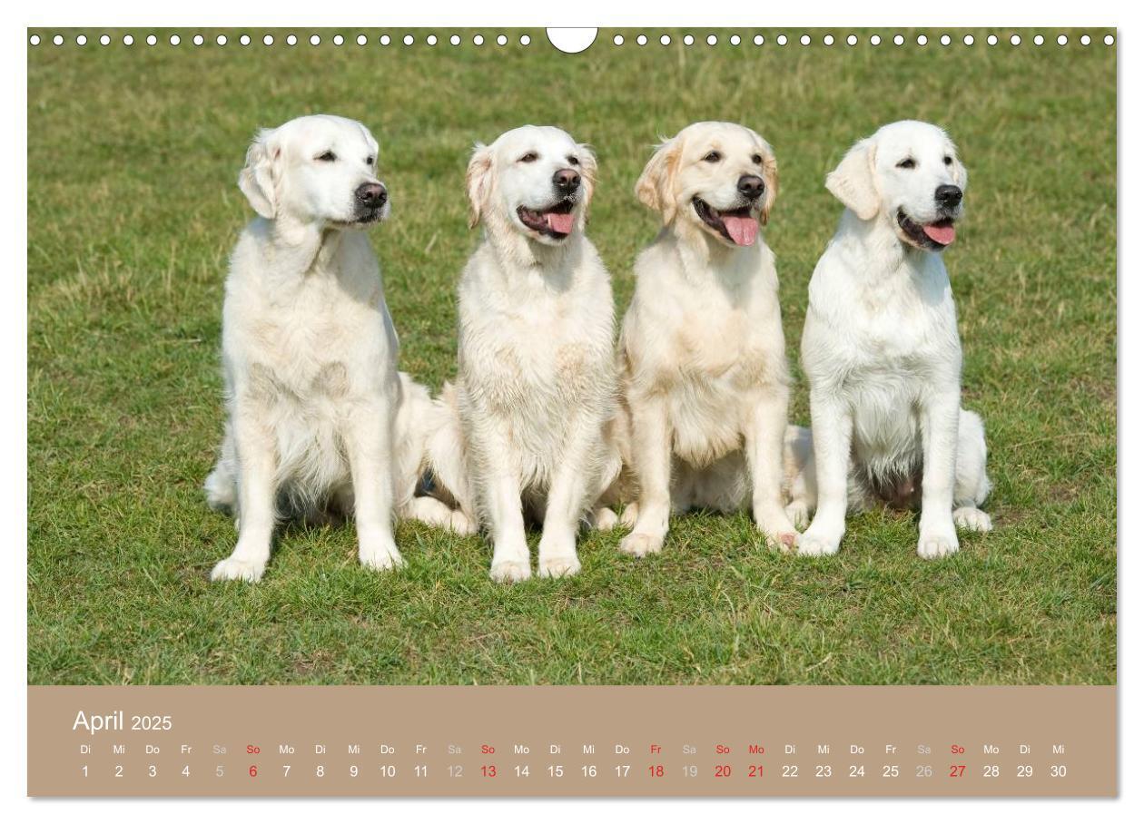 Bild: 9783435743827 | Golden Retriever (Wandkalender 2025 DIN A3 quer), CALVENDO...