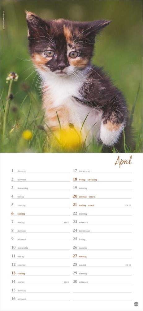 Bild: 9783756406159 | Katzen slim - Auf sanften Pfoten Kalender 2025 | Kalender | 13 S.