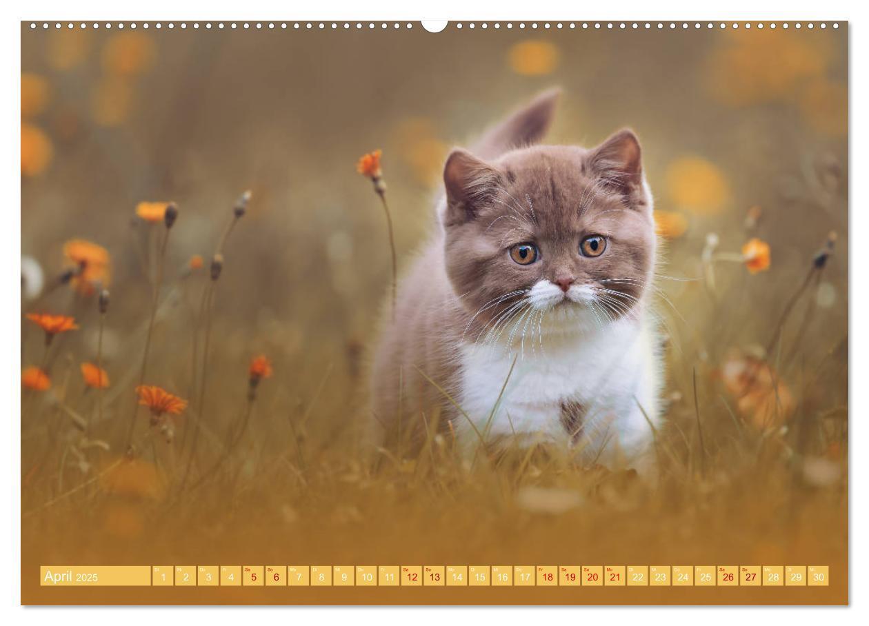 Bild: 9783435340941 | Katzenkinder - Britisch Kurzhaar (Wandkalender 2025 DIN A2 quer),...