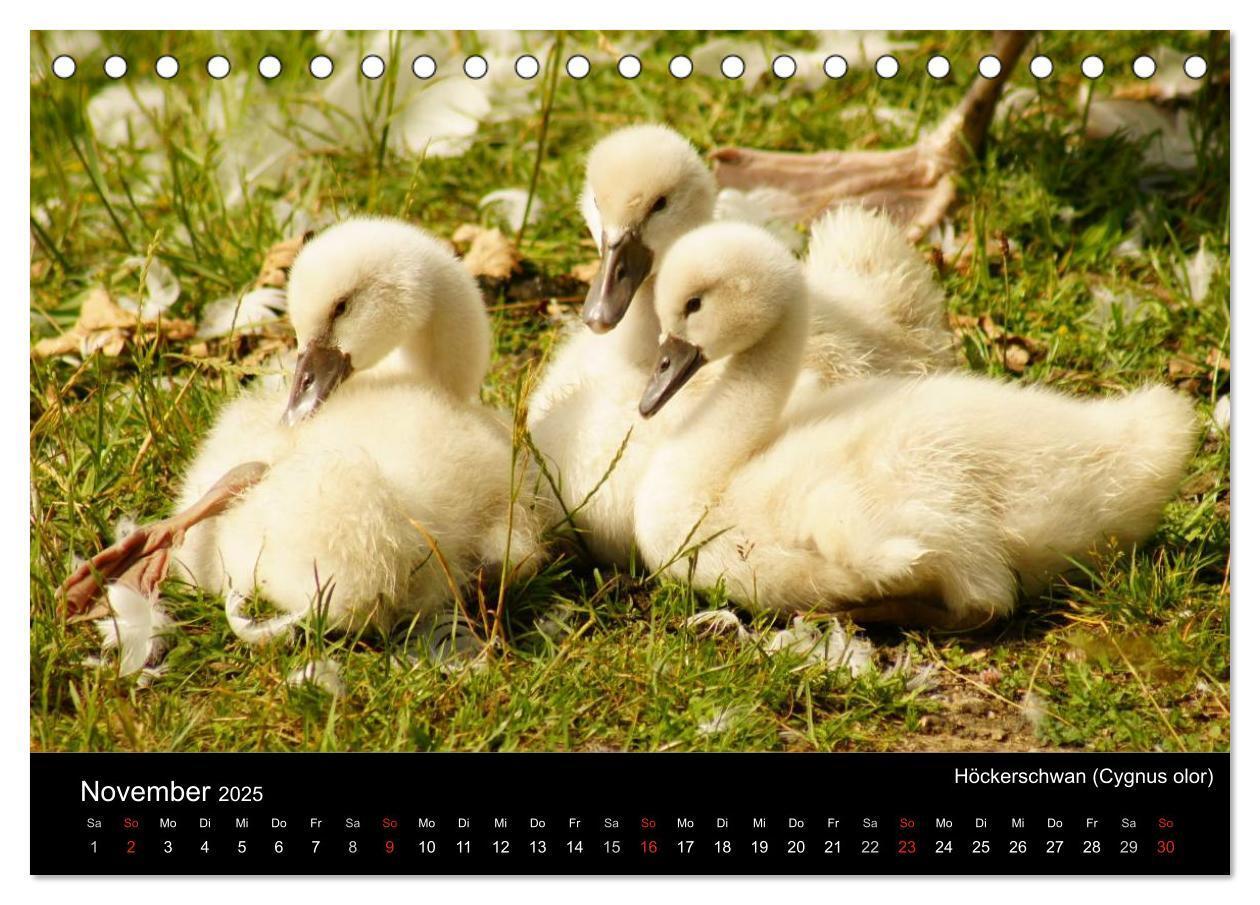 Bild: 9783435827824 | Die Kinderstube der Wasservögel (Tischkalender 2025 DIN A5 quer),...