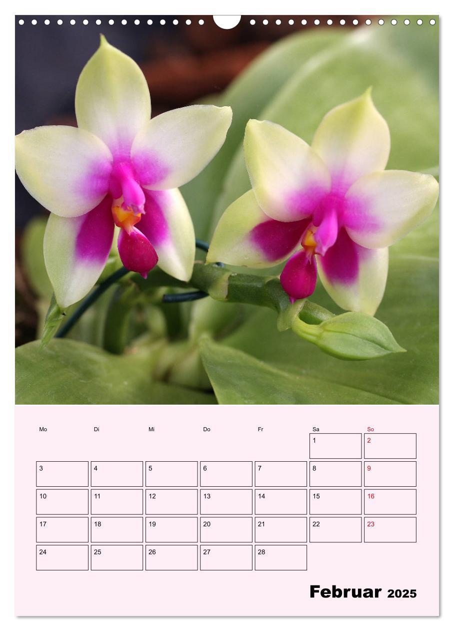 Bild: 9783435970902 | Orchideenliebe (Wandkalender 2025 DIN A3 hoch), CALVENDO...