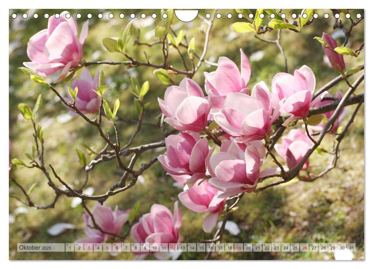 Bild: 9783435240357 | Magnolien Ein Blütenrausch (Wandkalender 2025 DIN A4 quer),...