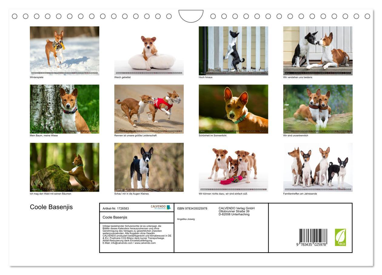 Bild: 9783435025978 | Coole Basenjis (Wandkalender 2025 DIN A4 quer), CALVENDO...