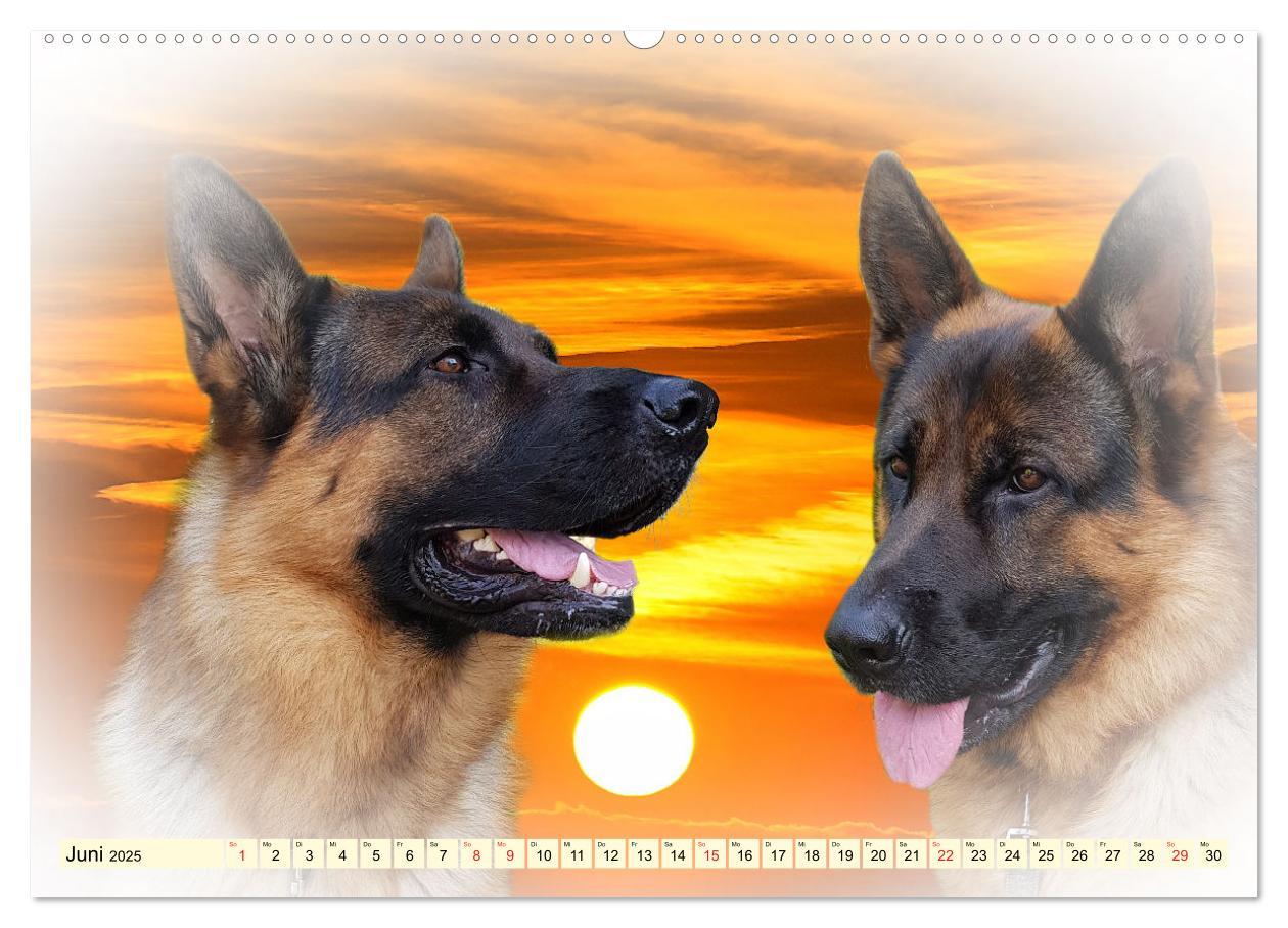 Bild: 9783435372348 | Rasseportraits - Hunde (hochwertiger Premium Wandkalender 2025 DIN...