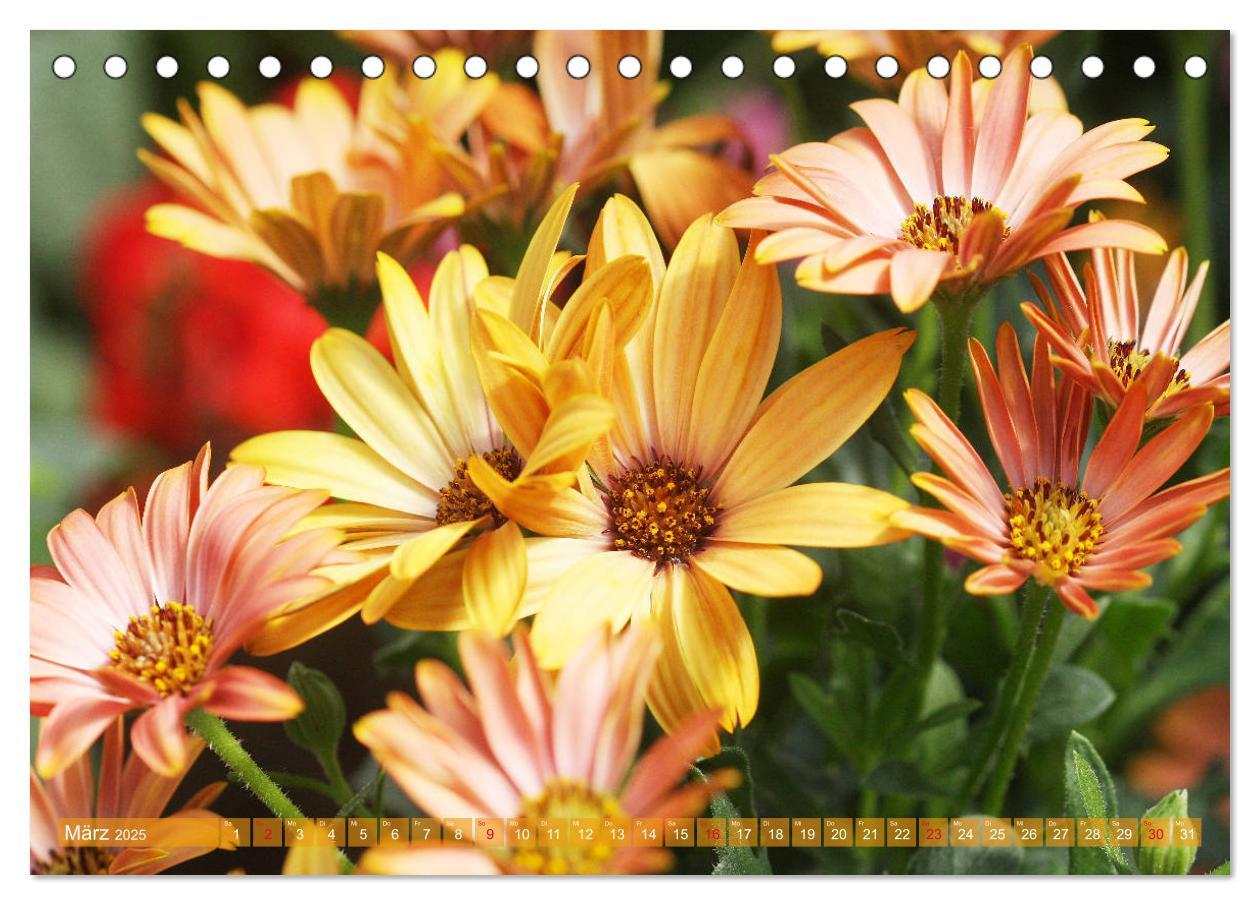 Bild: 9783435171576 | Beschwingte Blumenwelt (Tischkalender 2025 DIN A5 quer), CALVENDO...